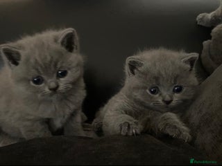 British Longhair cats - Advert 3