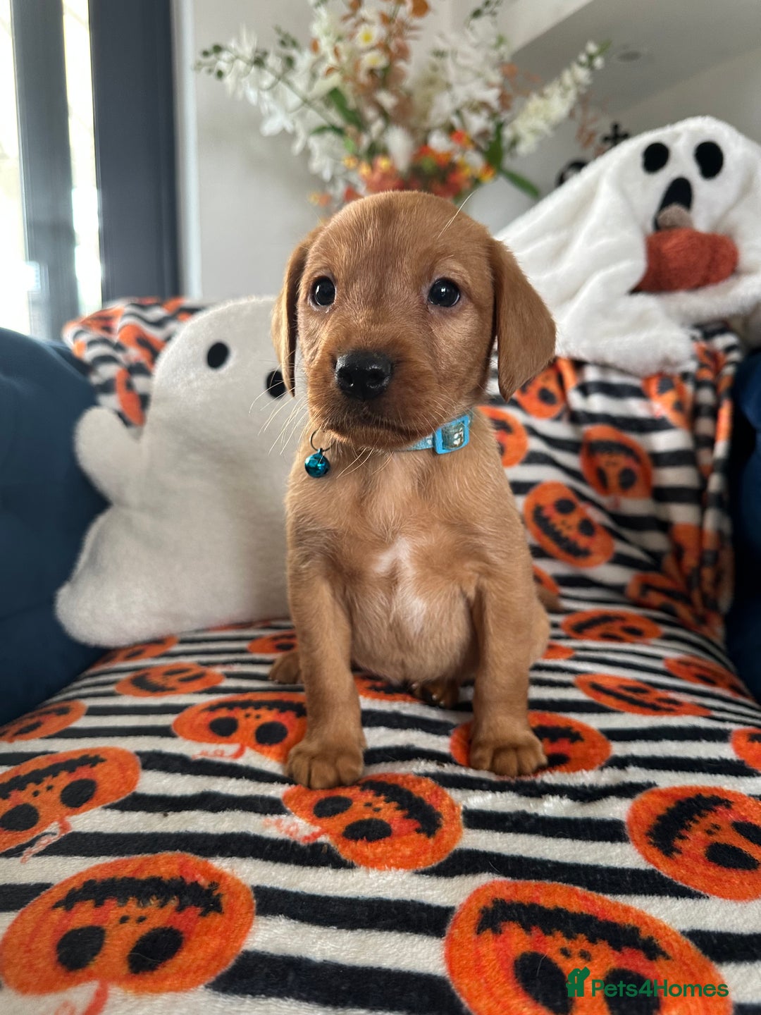 Labrador Retriever dogs for sale: Beautiful fox red Labrador pups - Image 23