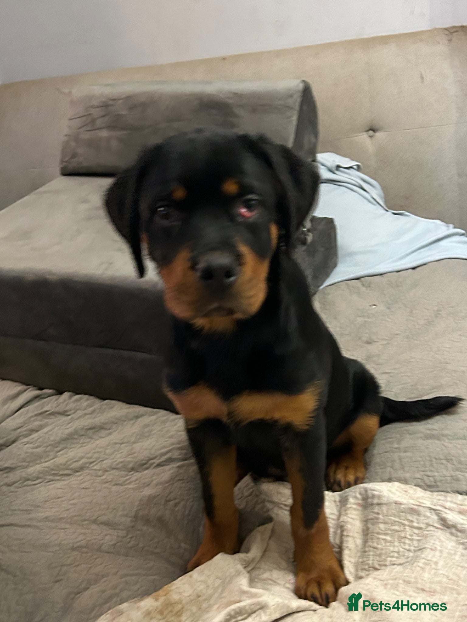 Rottweiler dogs (1 BOY) left READY TOGO Chunky Rottweilerfor sale - Advert 19