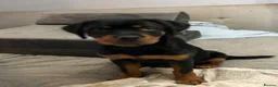 Rottweiler dogs for sale: (1 BOY) left READY TOGO Chunky Rottweilerfor sale - Advert 2