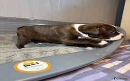 Staffordshire Bull Terrier dogs for sale: Staffordshire bull terrier puppy’s  - Image 20