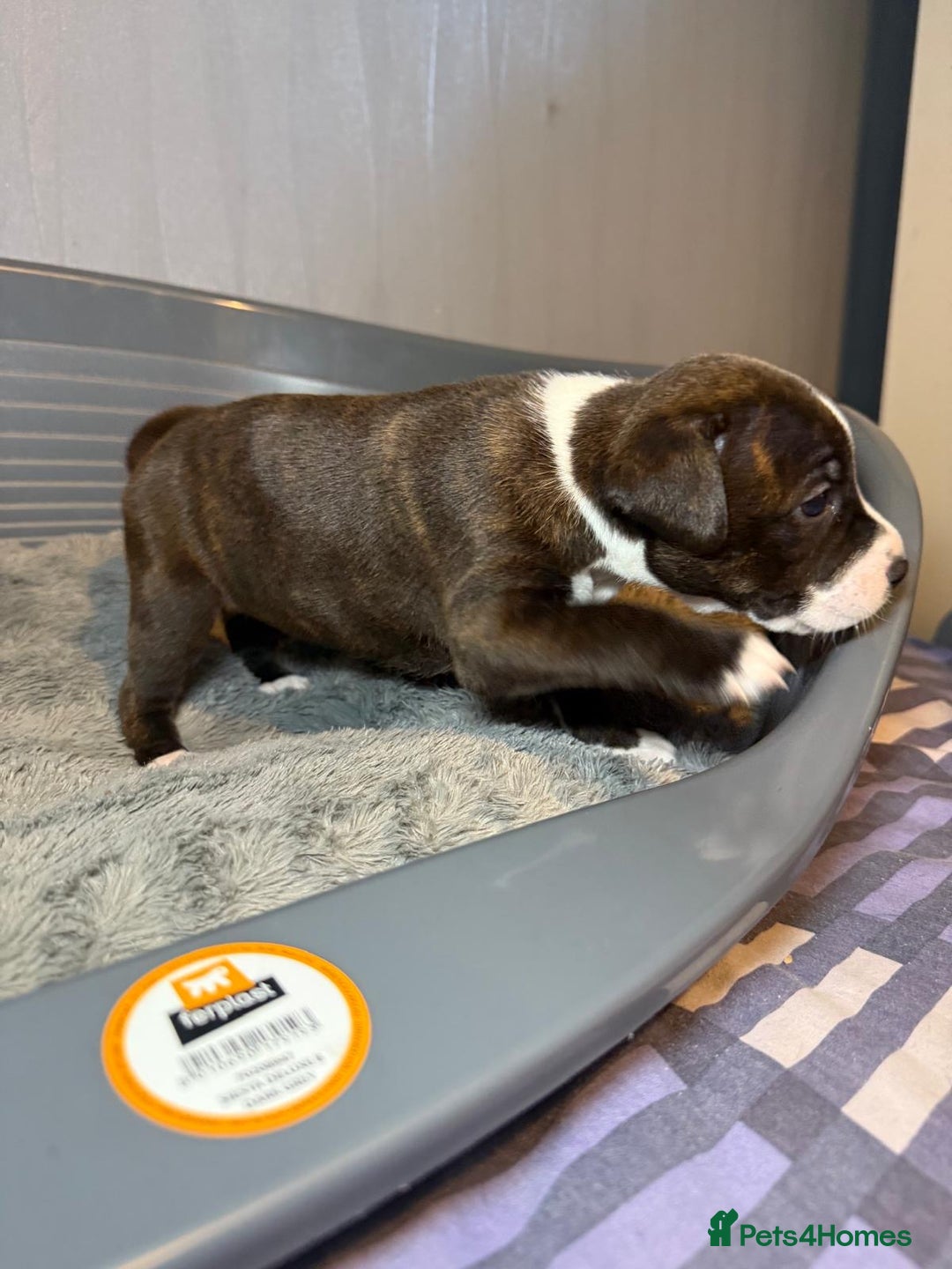 Staffordshire Bull Terrier dogs for sale: Staffordshire bull terrier puppy’s  - Image 20