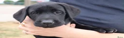Labrador Retriever dogs for sale: Beautiful Kennel Club Registered Labrador Puppies - Advert 8