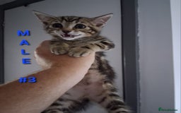 Mixed Breed cats for sale: 10 week old kittens available  - Image 5