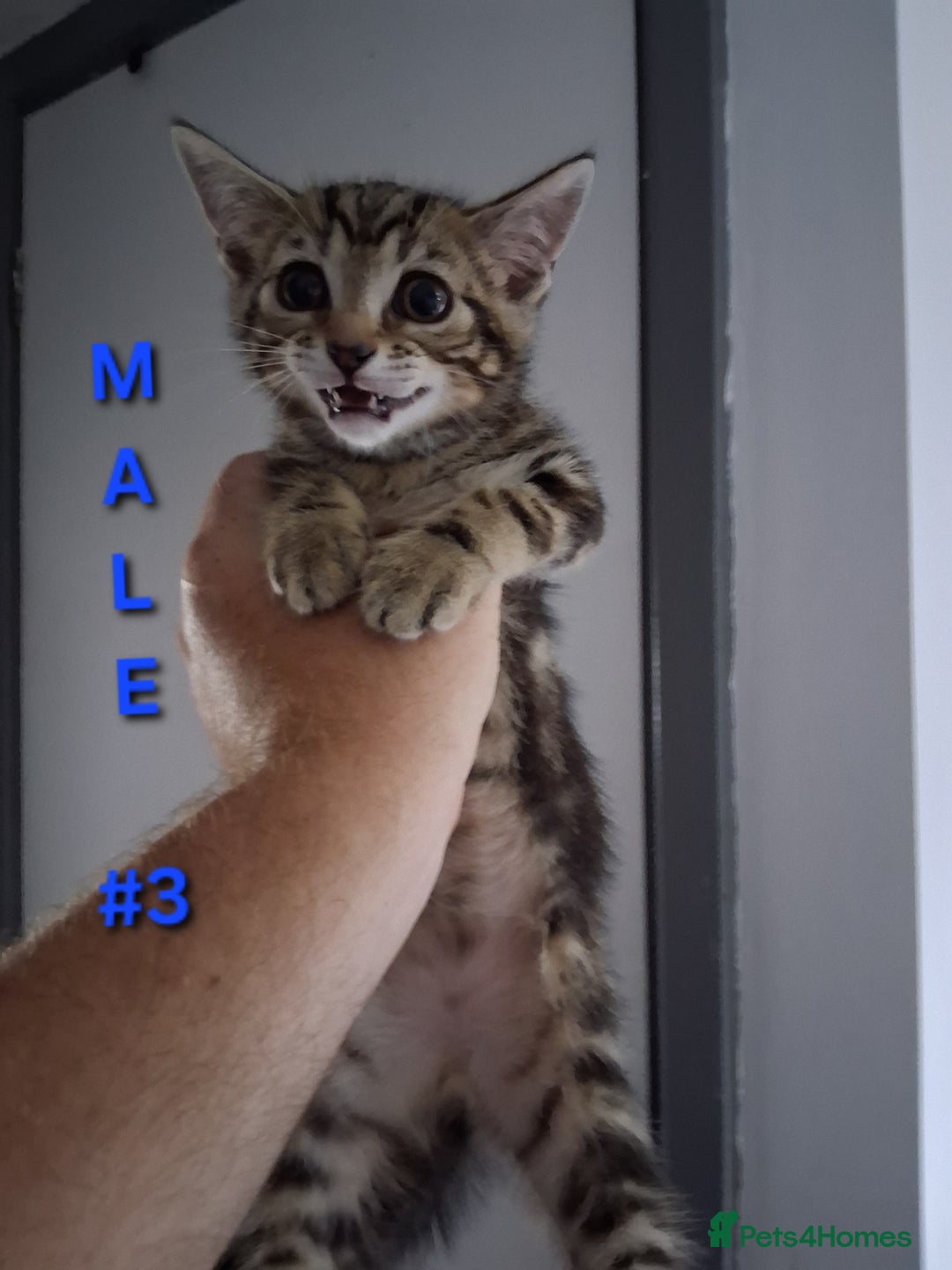 Mixed Breed cats for sale: 10 week old kittens available  - Image 5
