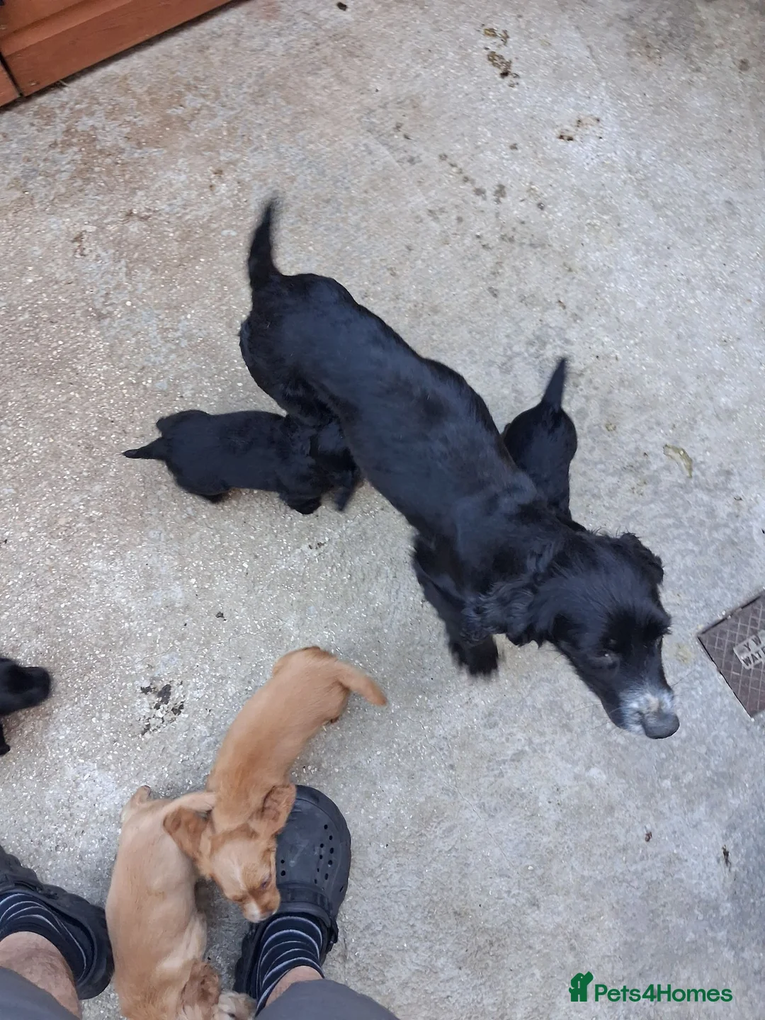 Cocker Spaniel dogs for sale: Beautiful Cocker spaniel  - Advert 10