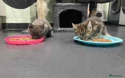 Mixed Breed cats for sale: ONE LEFT READY NOW - Image 8
