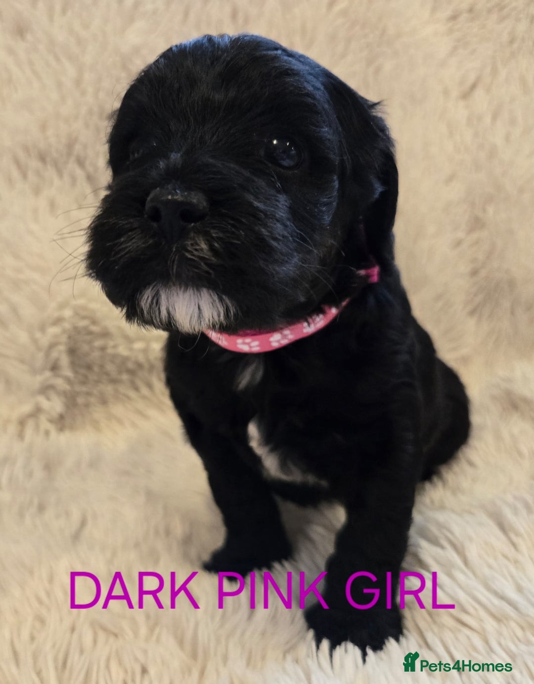 Tibetan Terrier dogs for sale: Adorable fluffy TToodle puppies  - Image 20