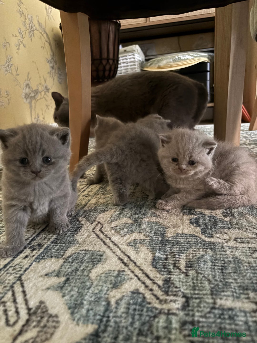 British Shorthair cats for sale: Gorgeous British shorthairs for sale  - Image 5