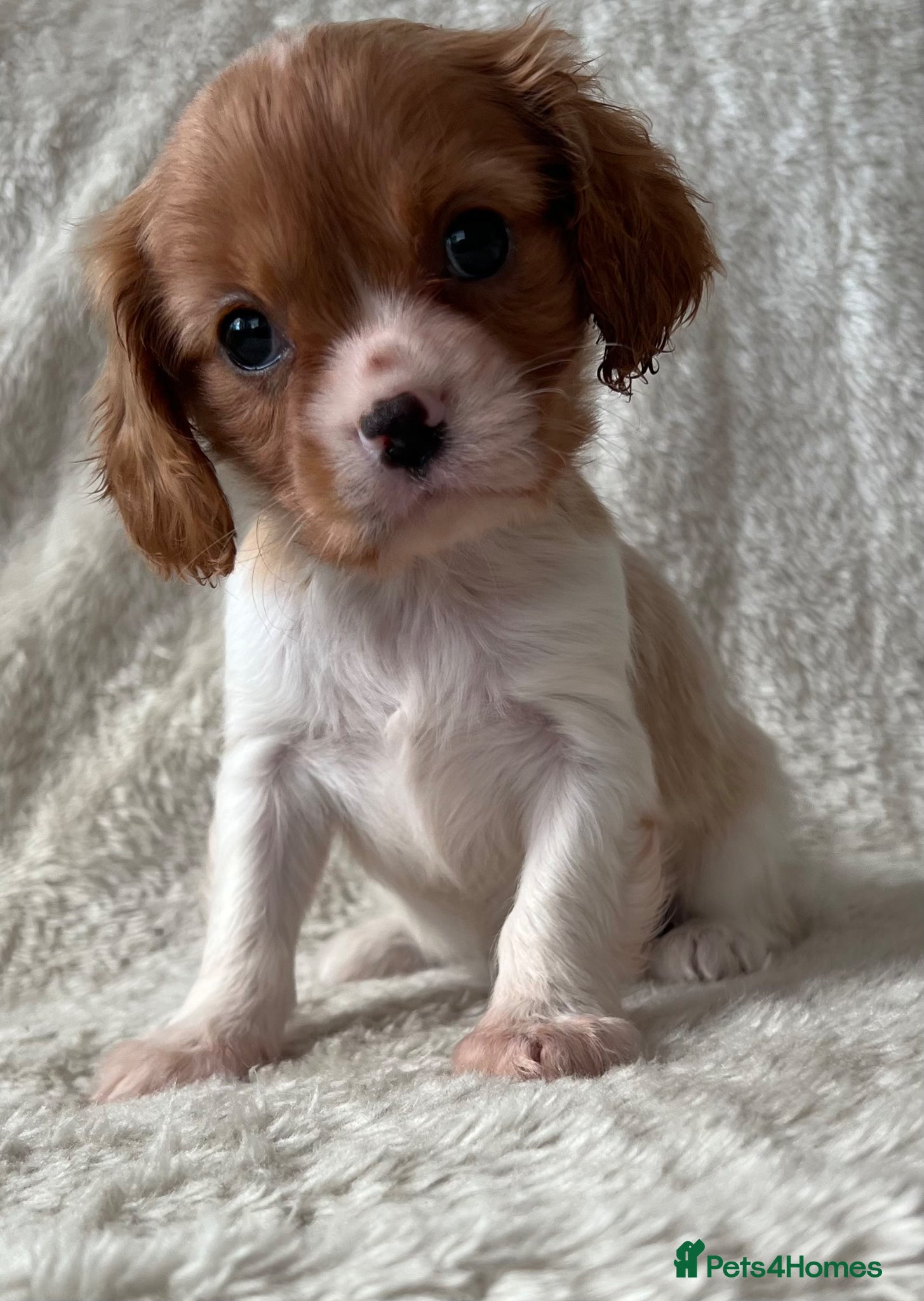 Cavalier King Charles Spaniel dogs Stunning Cavalier King Charles puppies  - Advert 1