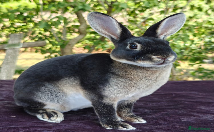 Rex rabbits - Advert 8