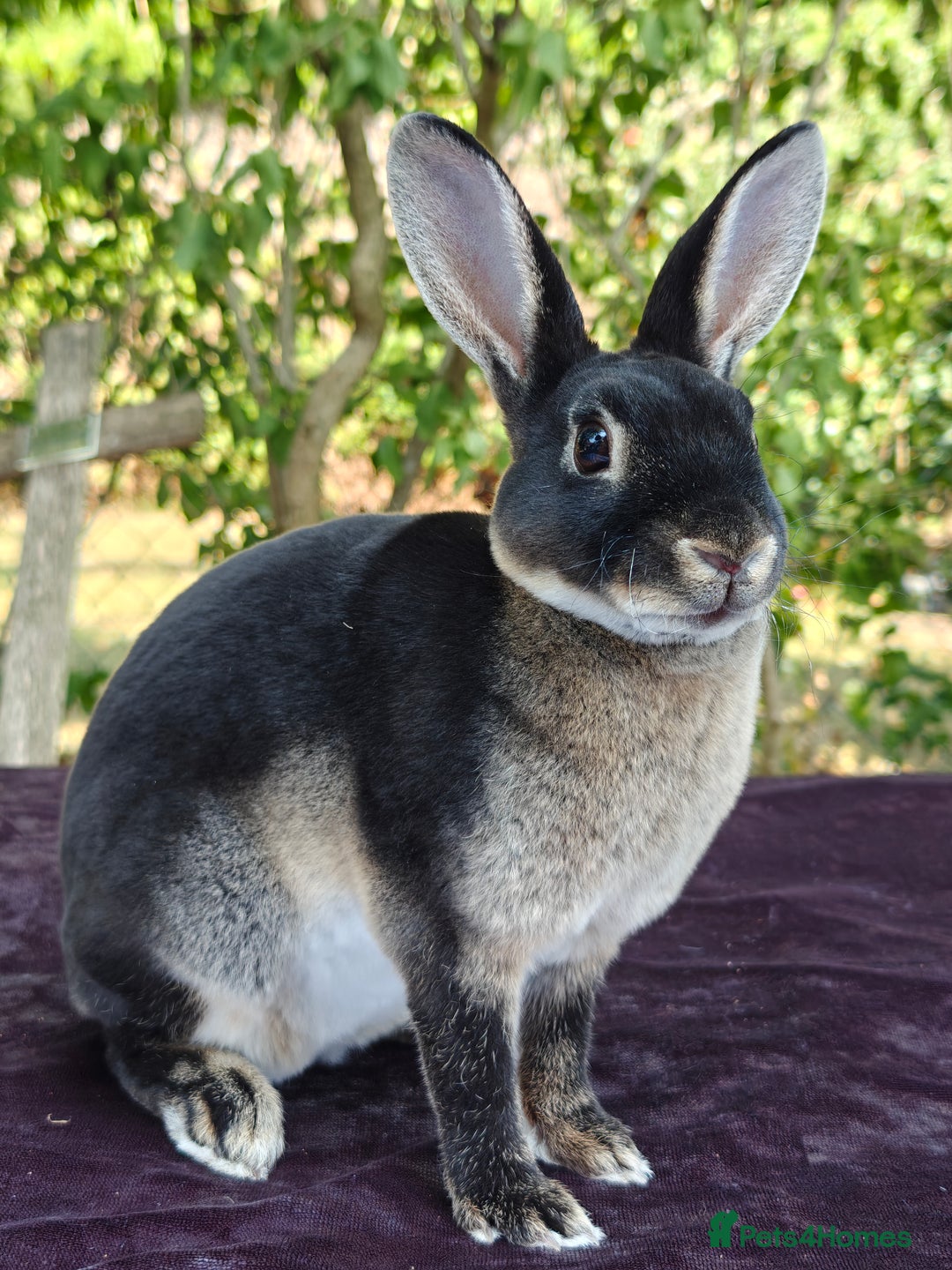 Rex rabbits for sale: Mini Rex Buck - Image 1