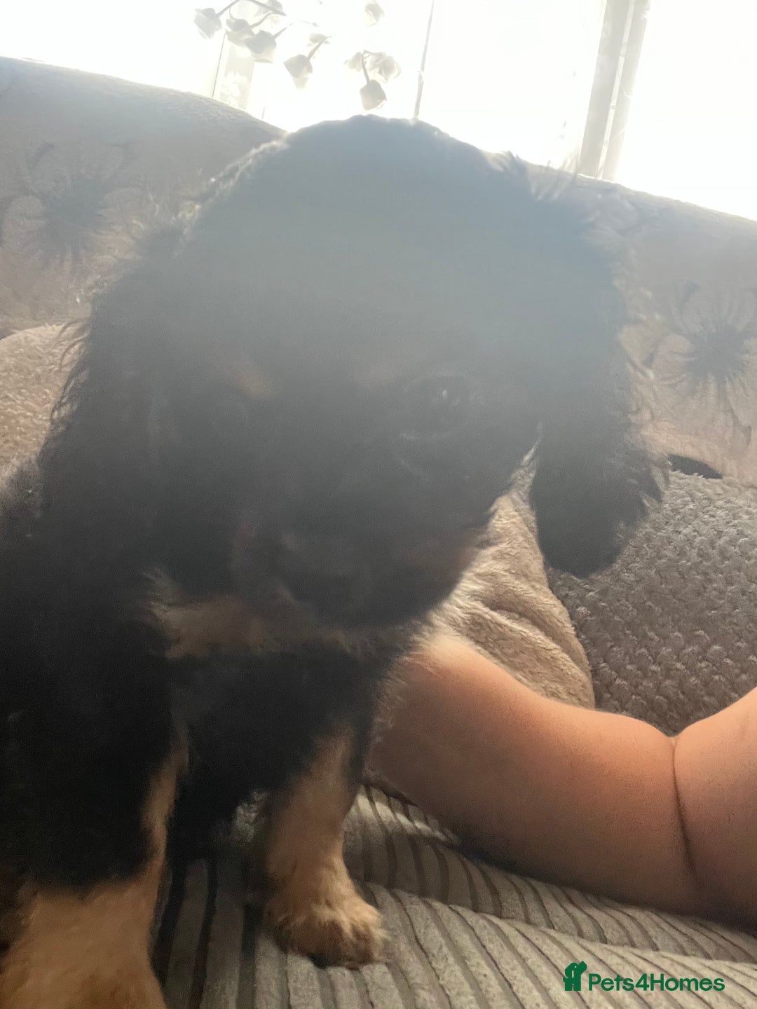 Cavapoo dogs for sale: Cavapoo x Cavalier - Image 10