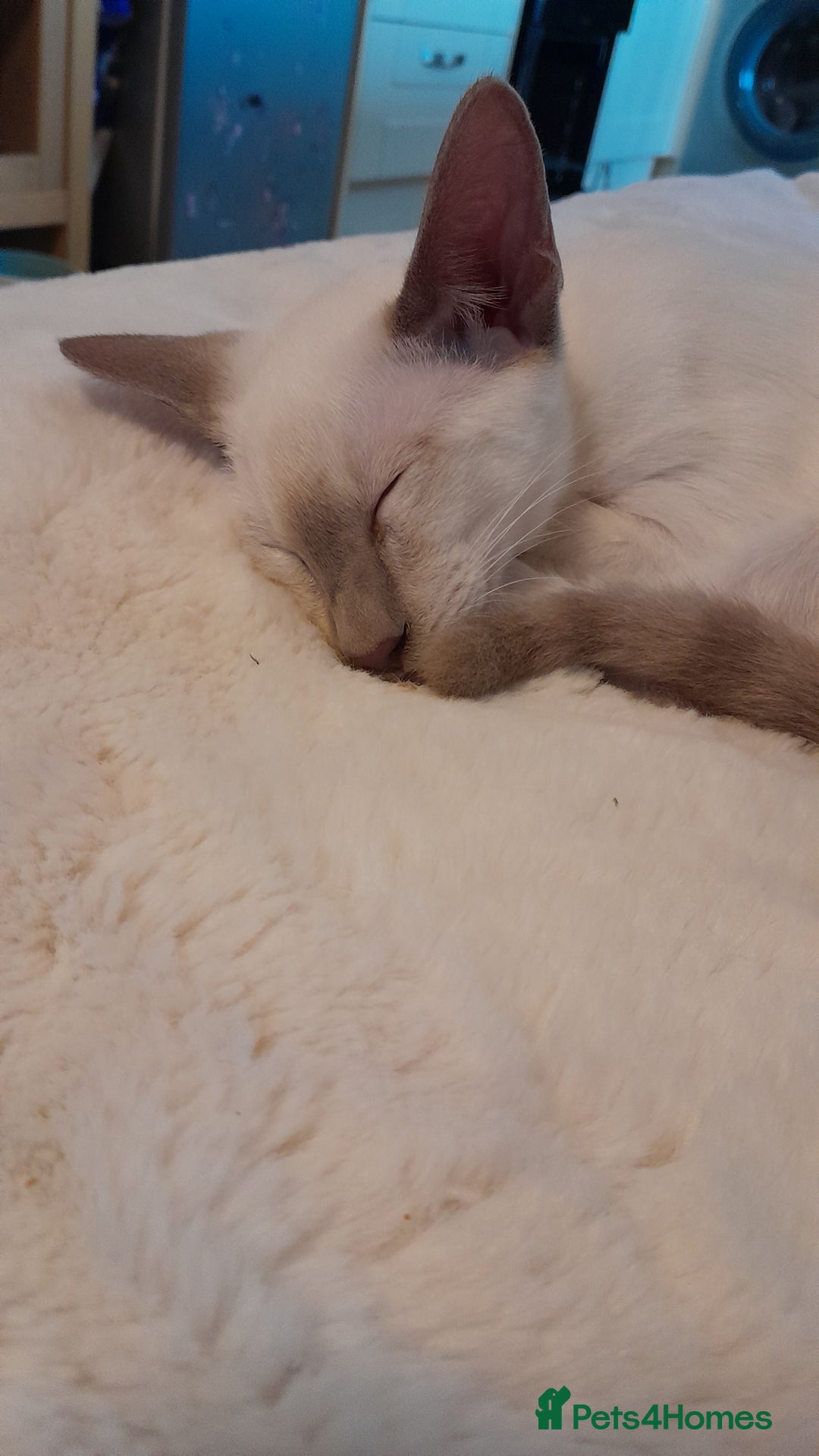 Siamese cats for sale: 3 boys for sale - Advert 7