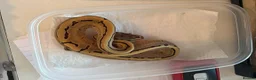 Python Snake reptiles for sale:  Ball python Beautiful morphs for sale  - Advert 2