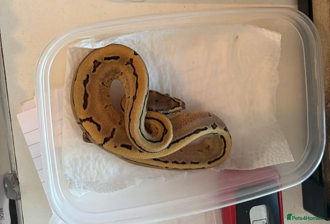 Python Snake reptiles for sale:  Ball python Beautiful morphs for sale  - Advert 2