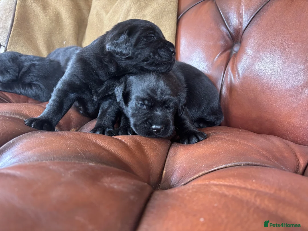 Labrador Retriever dogs for sale: Chunky show Labrador Puppies  - Advert 2