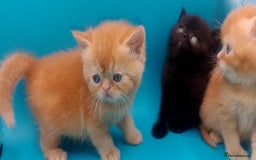 Exotic cats for sale:  Exotic British shorthair  - Image 17