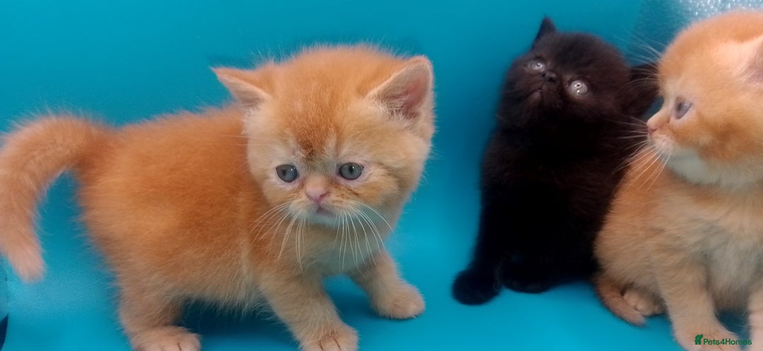 Exotic cats for sale:  Exotic British shorthair  - Image 17