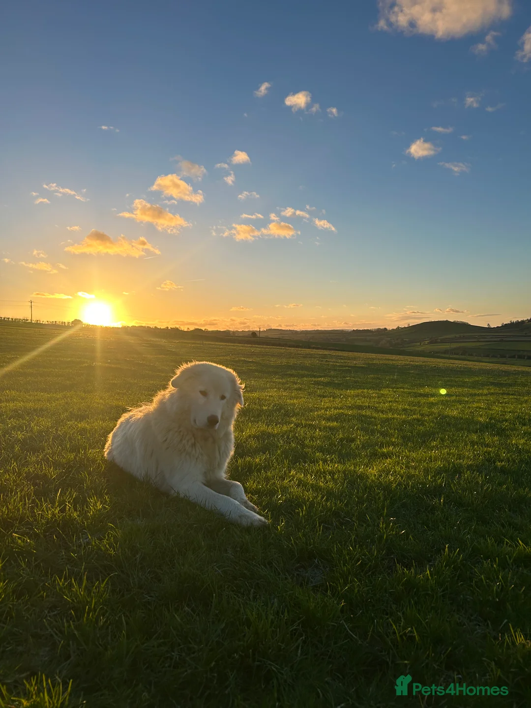 Maremma Sheepdog dogs for sale: Maremma sheepdog puppies - Advert 2