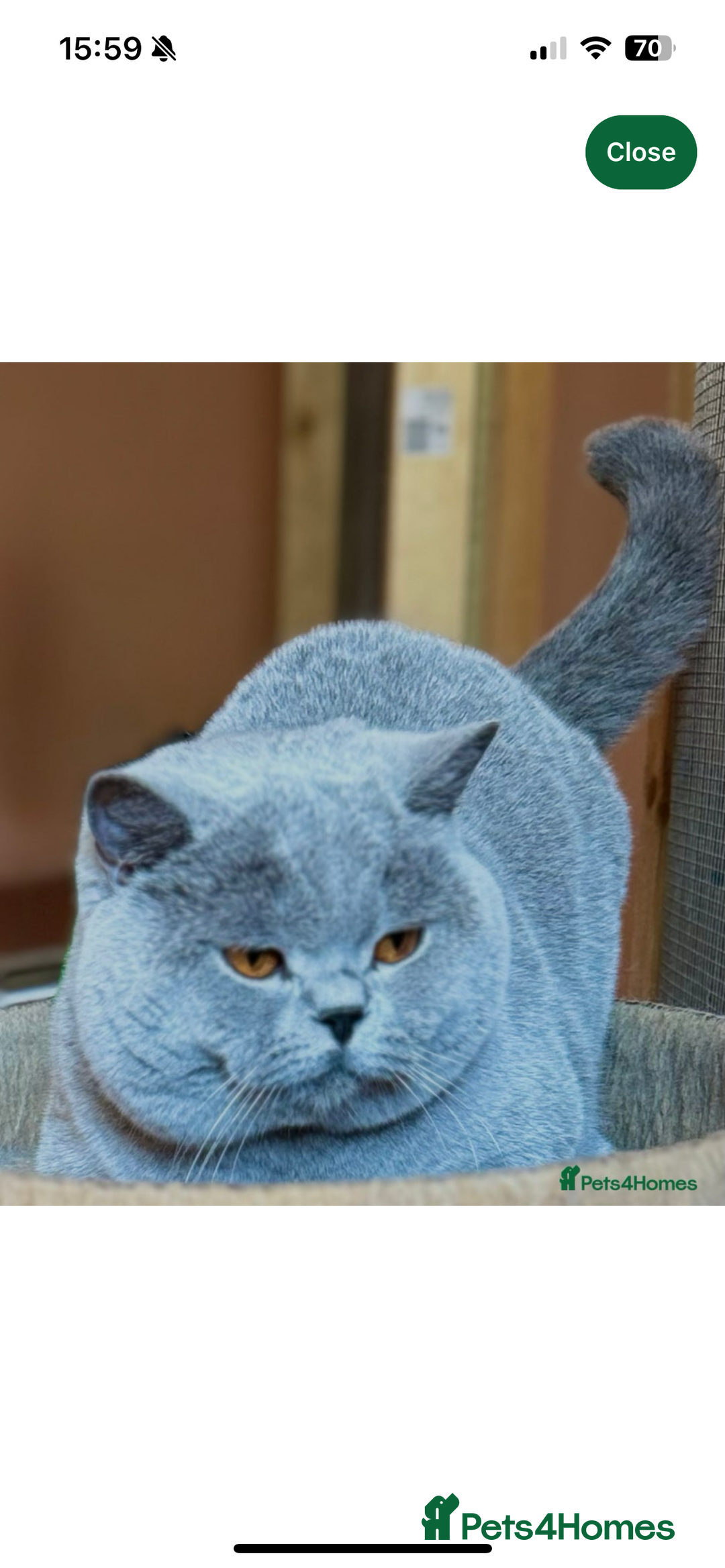 British Shorthair cats for sale: GCCF REGISTERED BRITISH SHORTHAIRED KITTENS - Advert 18