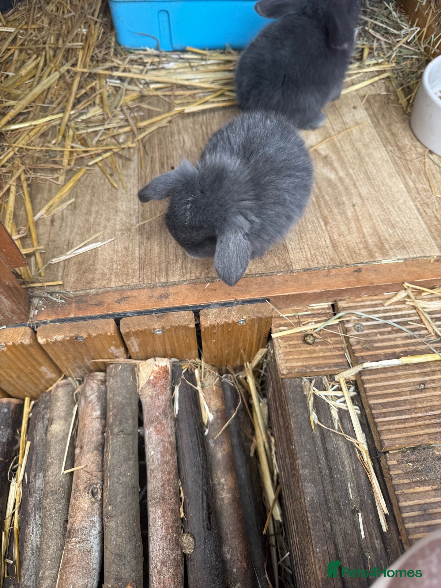 Mini Lop rabbits 1 x Pure Mini Lop Buck left 🩶 - Advert 2
