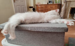 Ragdoll cats for sale: RAGS To Riches  - Image 11