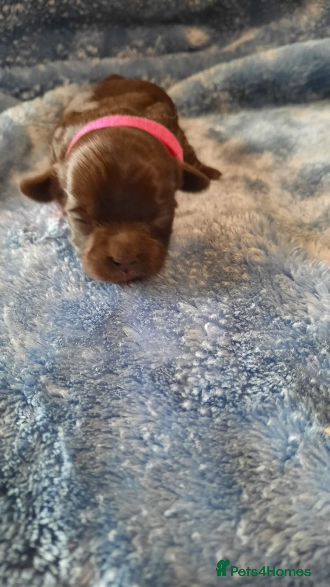 Shihpoo dogs for sale: Chocolate Toy Shipoo pups - Image 16
