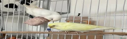 Budgerigars birds for sale: Baby Budgies - Advert 7