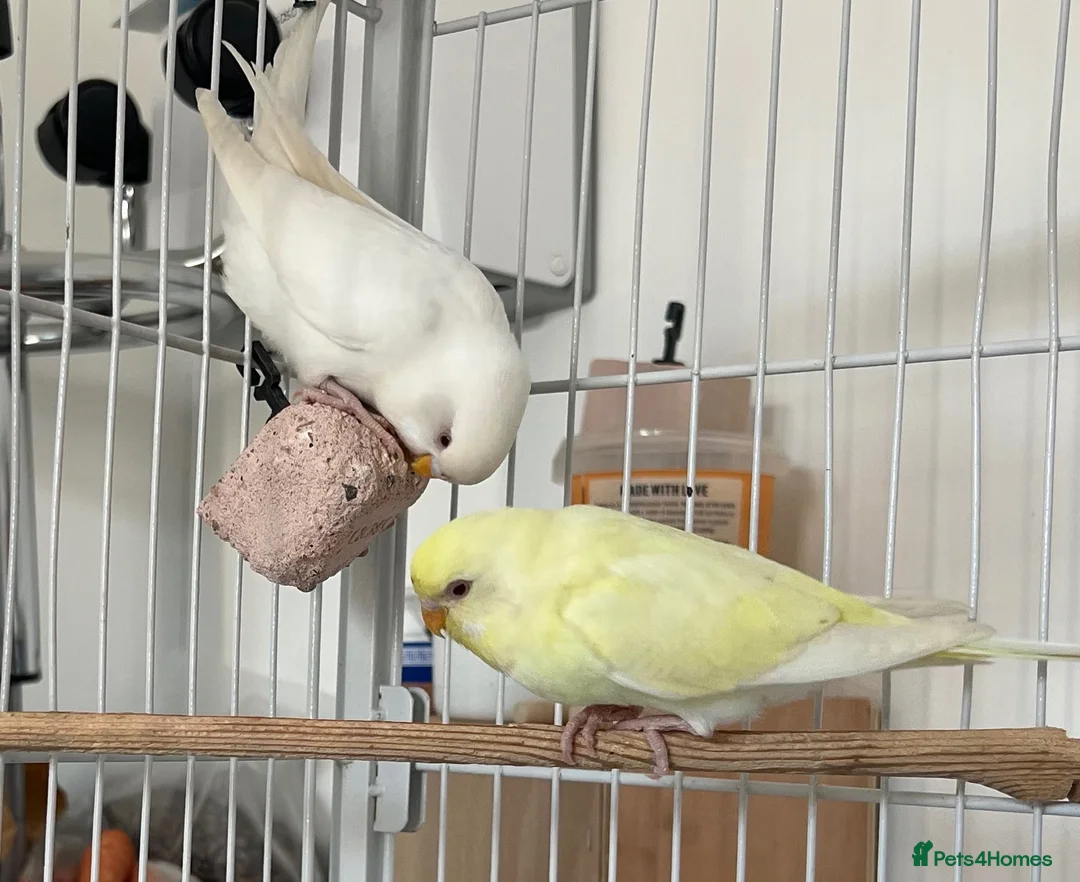 Budgerigars birds for sale: Baby Budgies - Advert 7