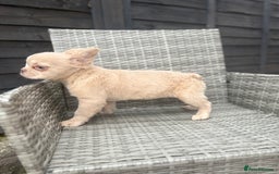 French Bulldog dogs for sale: Fluffy French bulldog male  - Image 4