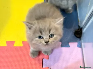 Ragdoll cats Beautiful Ragdoll X BSH babies - Advert 1