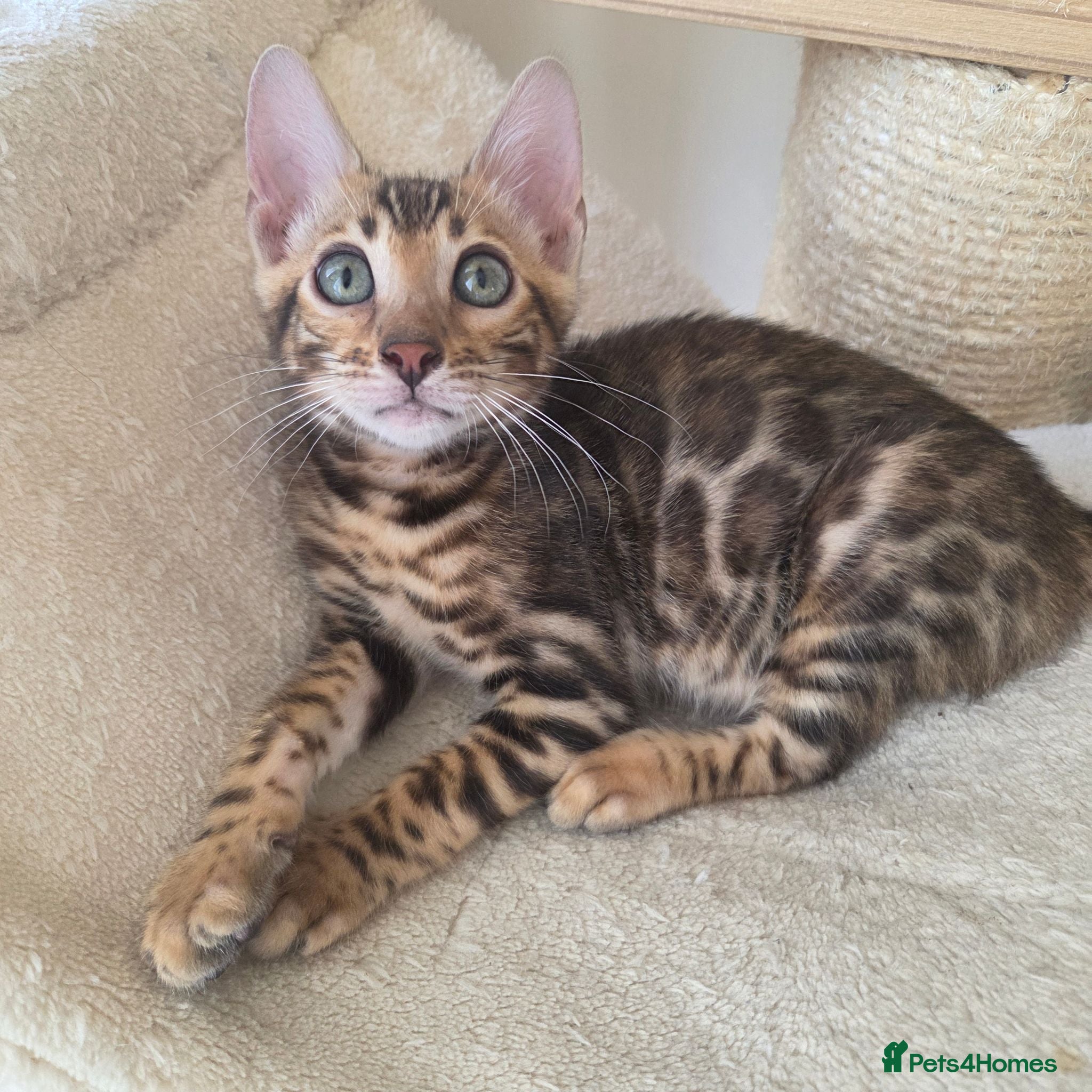 Bengal cats 💥ready now - LAST GIRL -Bengal Tica registered ⚜️ - Advert 14