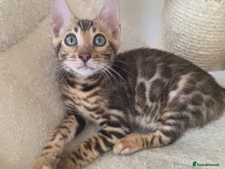 Bengal cats 💥ready now - LAST GIRL -Bengal Tica registered ⚜️ - Advert 14