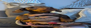 Miniature Dachshund 3