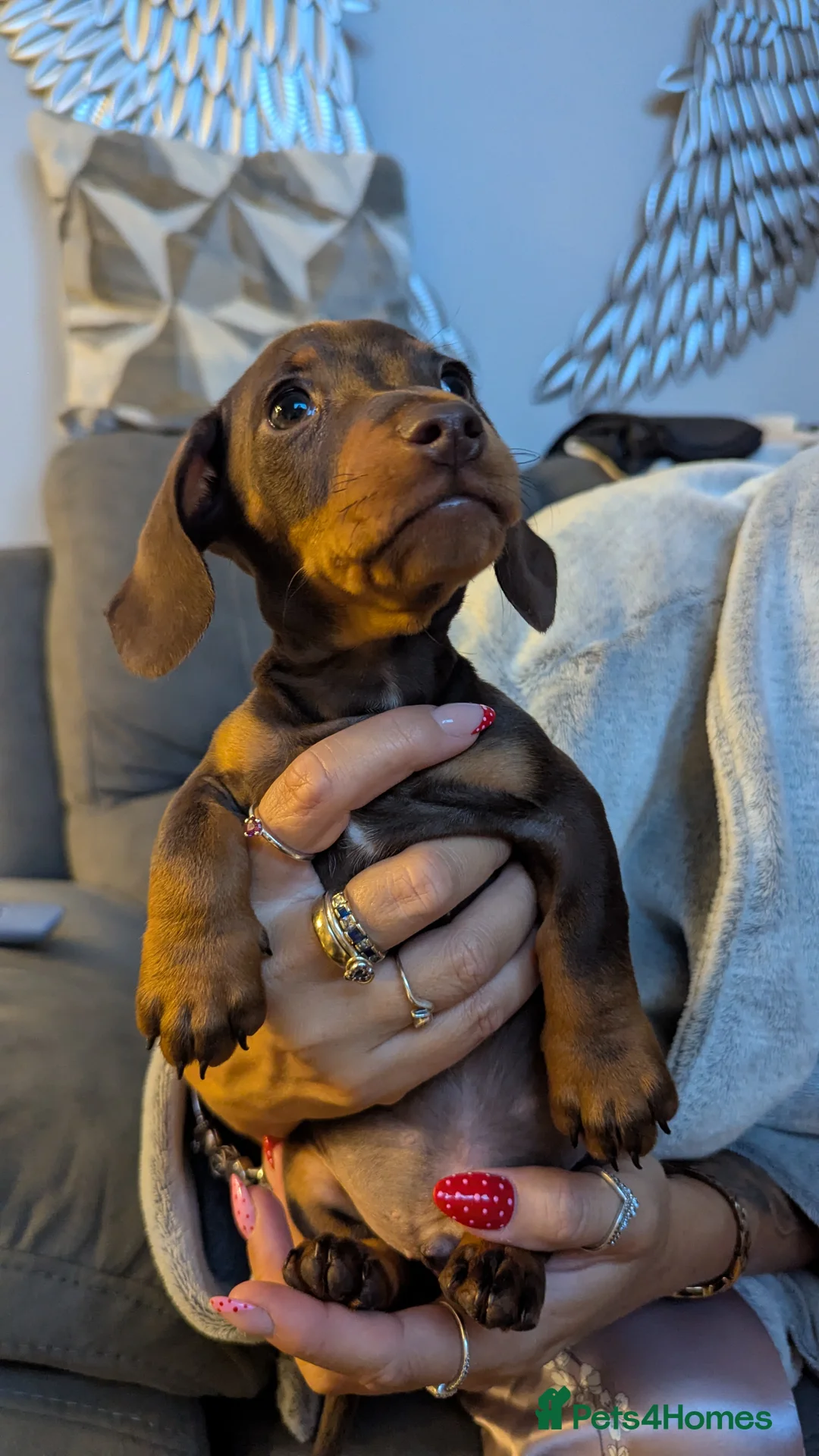 Miniature Dachshund dogs for sale: Miniature Dashhound for sale 3 male / 1 female - Advert 2