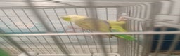 Finches birds for sale: Gouldian finches and parrotlet for sale  - Advert 6