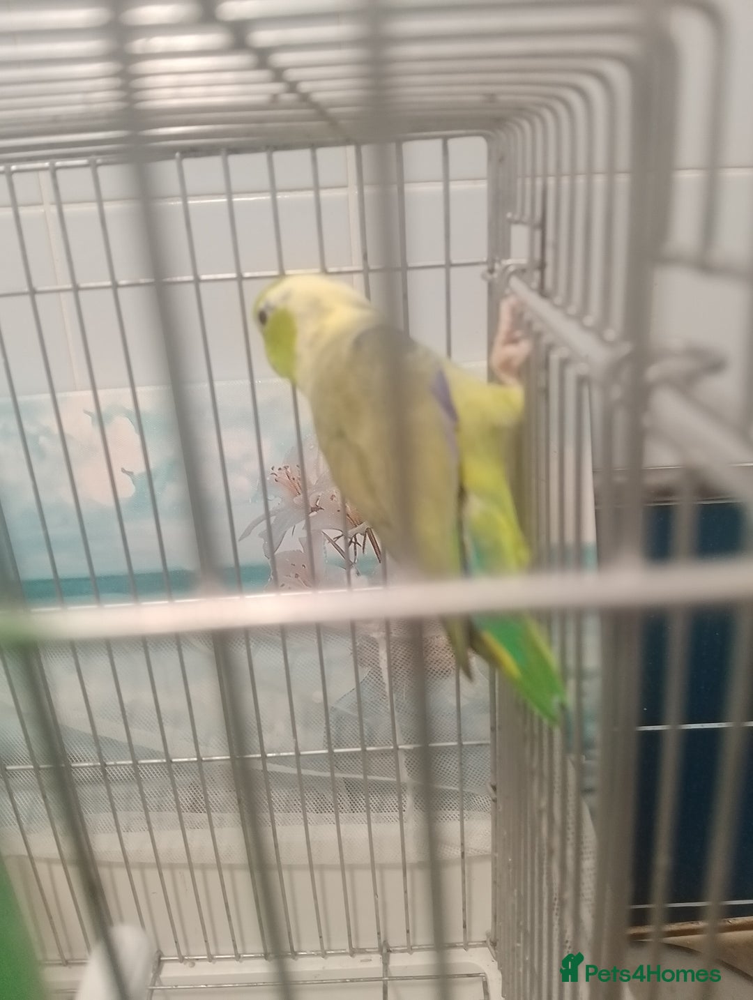 Finches birds for sale: Gouldian finches and parrotlet for sale  - Advert 6