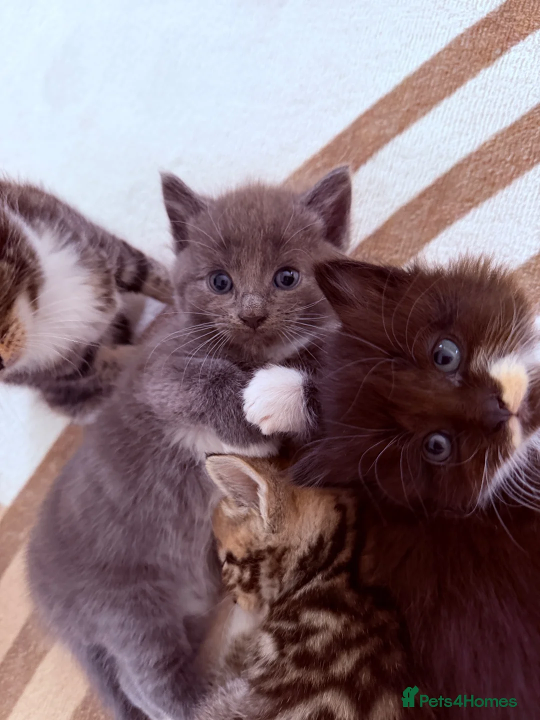 Mixed Breed cats for sale: Beautiful kittens available - Advert 2