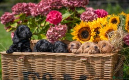 Cockapoo dogs for sale: Gorgeous F1 Cockapoo Puppies - KC Parents - Image 5