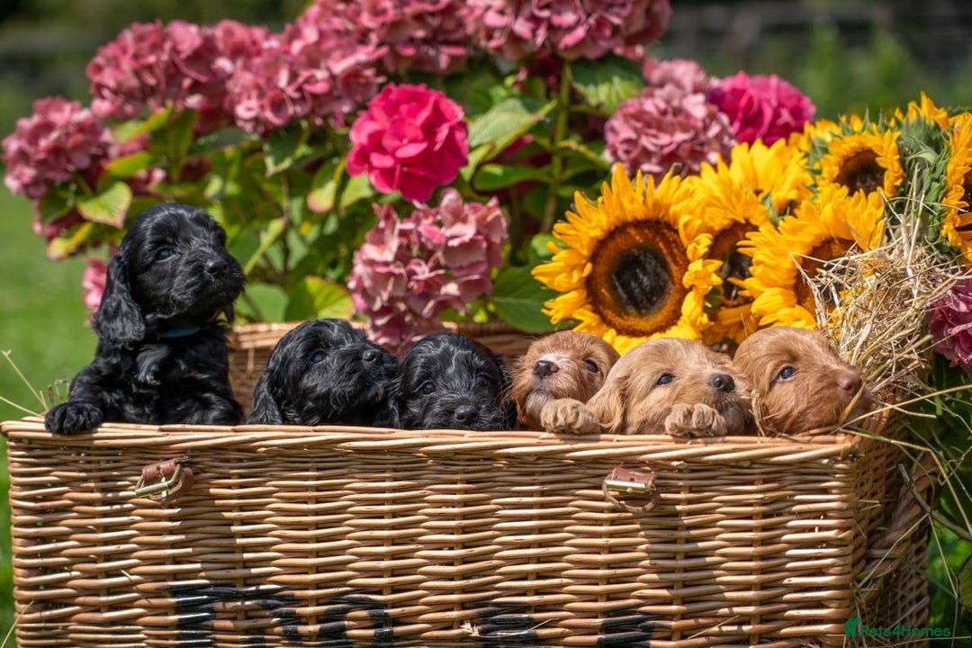 Cockapoo dogs for sale: Gorgeous F1 Cockapoo Puppies - KC Parents - Image 5