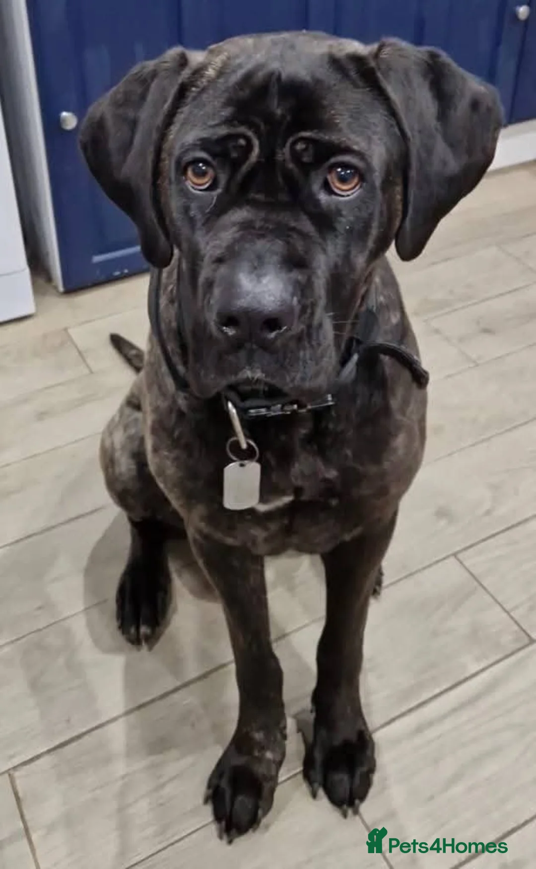 Mixed Breed dogs for adoption: Meet Lila, currently residing in Norfolk in Norwich - Advert 2