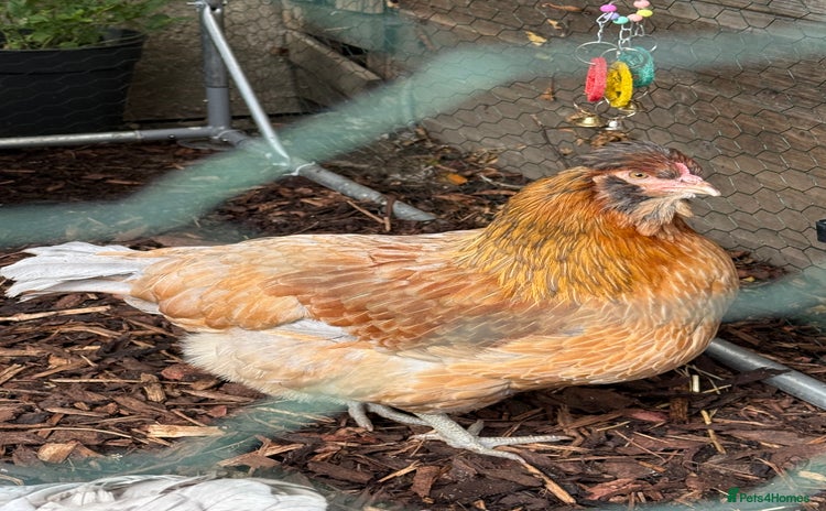 Chickens poultry - Advert 14