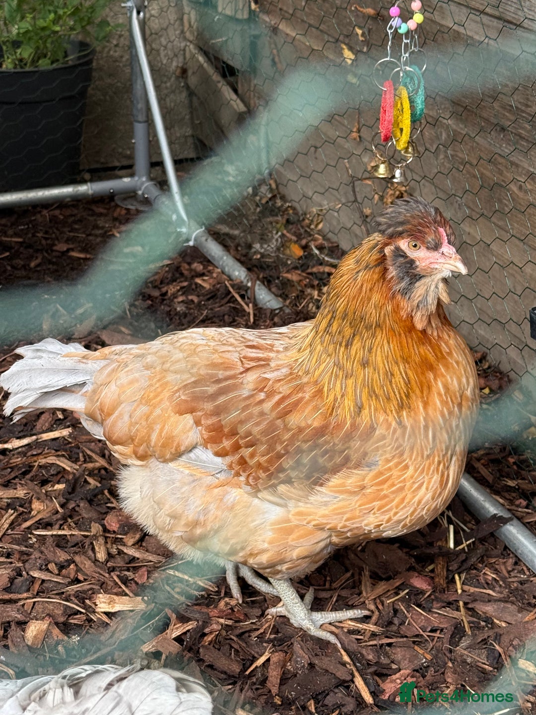 Chickens poultry for sale: Young Laying Hen for Sale - Image 1