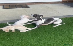 Italian Greyhound dogs for sale: Italian greyhound puppies - Image 12