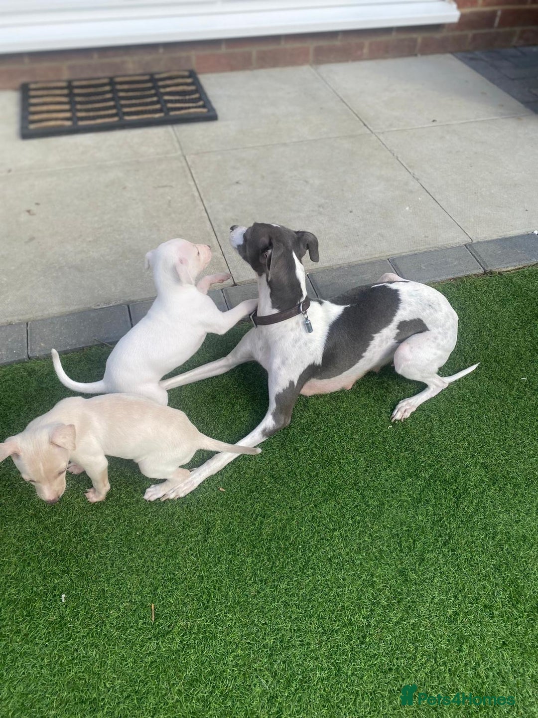 Italian Greyhound dogs for sale: Italian greyhound puppies - Image 12