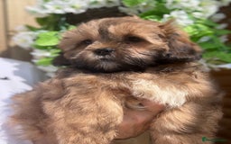Shihpoo dogs for sale: 🩷 Beautiful Shihpoo Girls available 💙 - Image 6