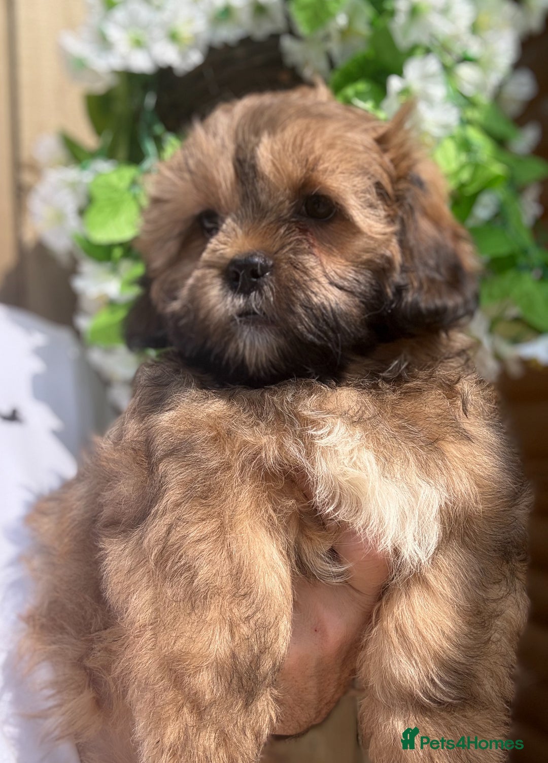 Shihpoo dogs for sale: 🩷 Beautiful Shihpoo Girls available 💙 - Image 6