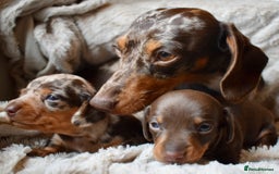 Miniature Dachshund dogs for sale: miniature dachshund puppies ready to reserve 🤍 - Image 8