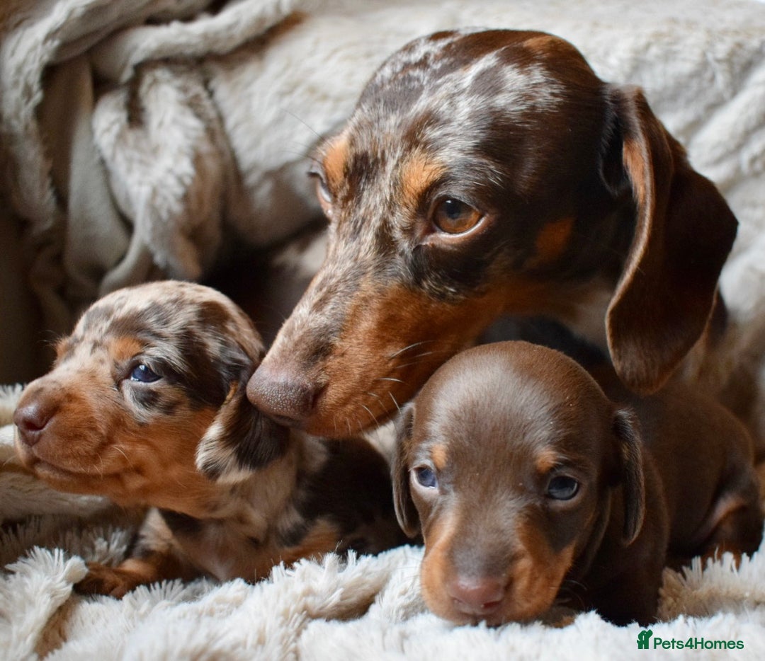 Miniature Dachshund dogs for sale: miniature dachshund puppies ready to reserve 🤍 - Image 8